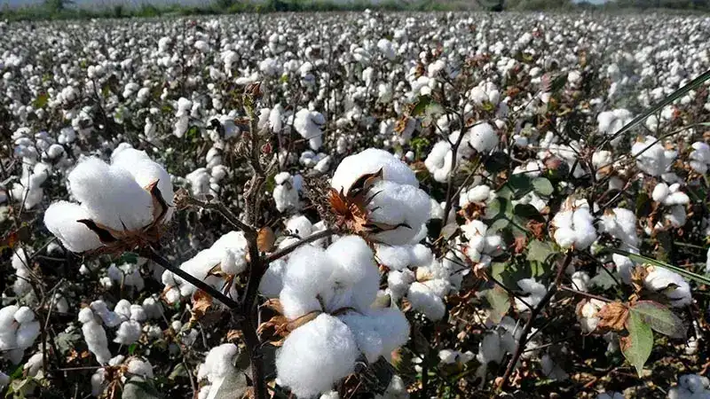 Ege Bölgesi’nde 93 bin 755 ton mahlıç pamuk beklentisi