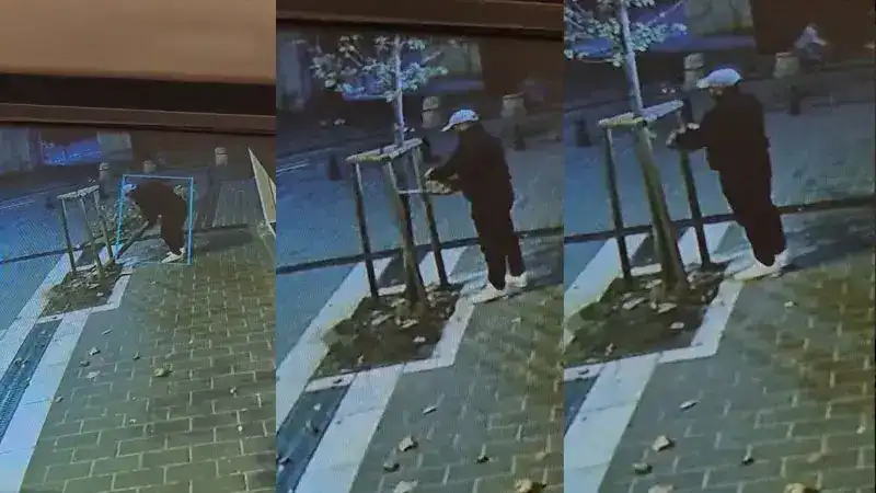 Fatih’te kuyumcu önündeki ağacın kesilmesi kamerada