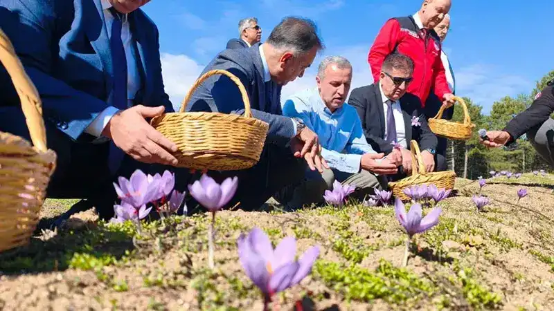 Safranbolu’da safran hasadı sürüyor; kilosu 800 bin TL