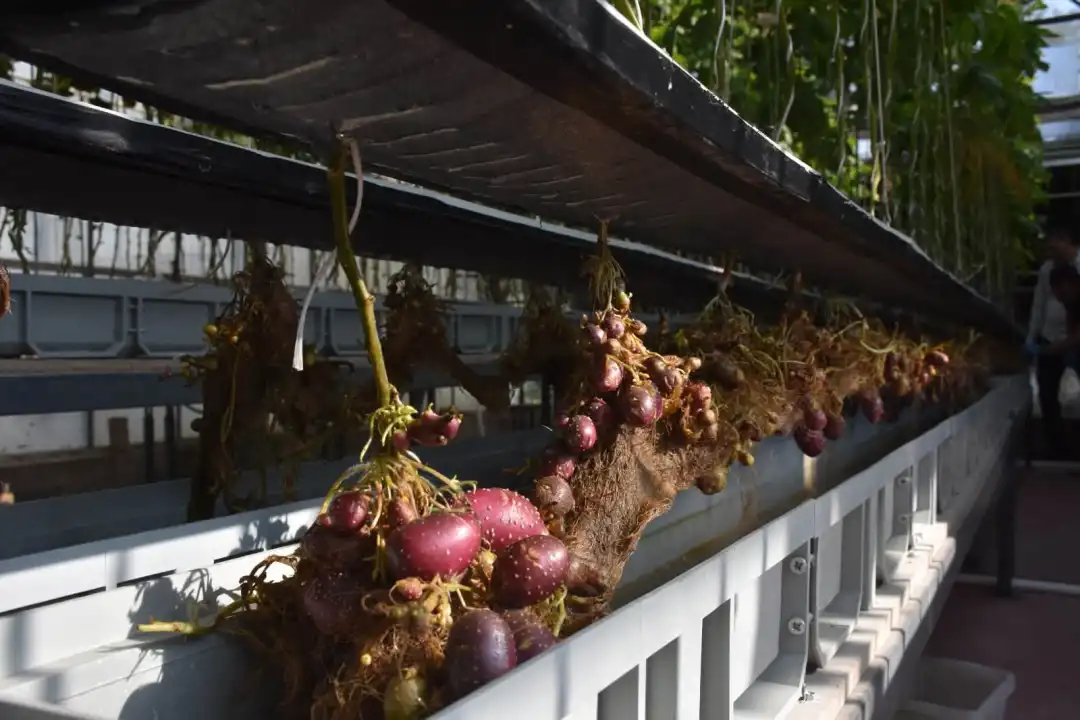 Niğde’de hidroponik sistemde yetiştirilen mini yumrular hasat edildi
