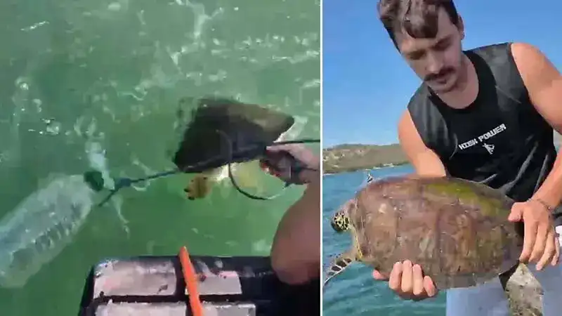 Milas'ta pet şişe bağlanmış caretta carettayı denize açılıp kurtardılar