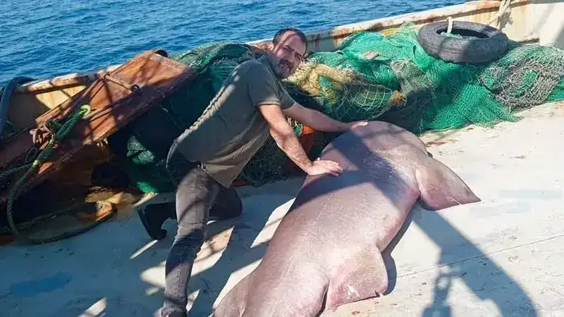 Ağına 350 kiloluk ‘boz camgöz’ türü köpek balığı takıldı