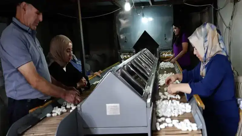Diyarbakır’da ipek böcekçiliği, bin çiftçiye geçim kaynağı oluyor
