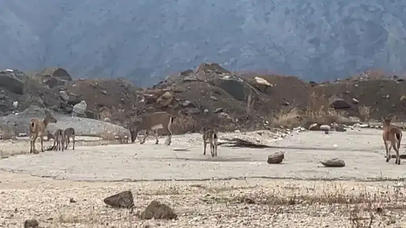 Dağ keçileri yol kenarında görüntülendi
