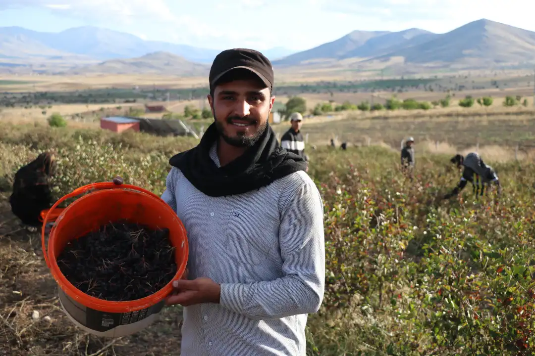 Tomarza’da aronya hasadı başladı; 40 ton rekolte beklentisi
