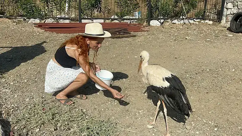 Sitenin bahçesine konan leyleğe sahip çıkıp, balık ve etle besliyorlar