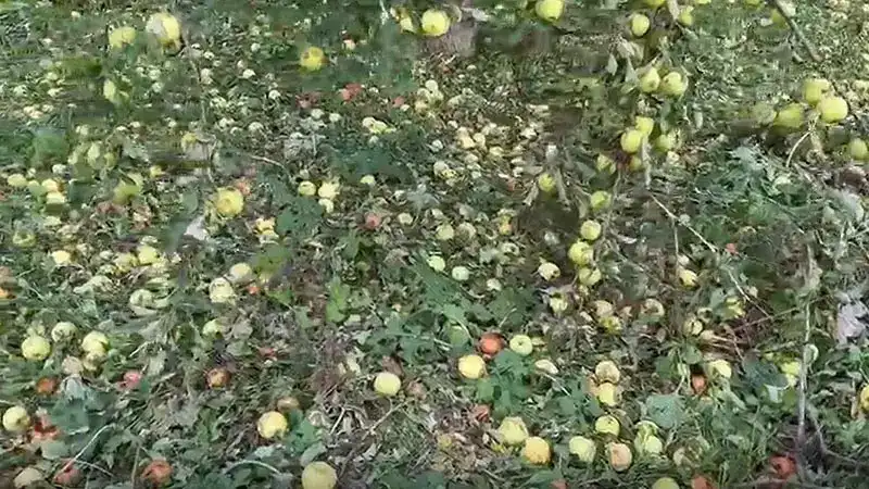 Iğdır'da dolu yağışı nedeniyle tarım arazileri zarar gördü