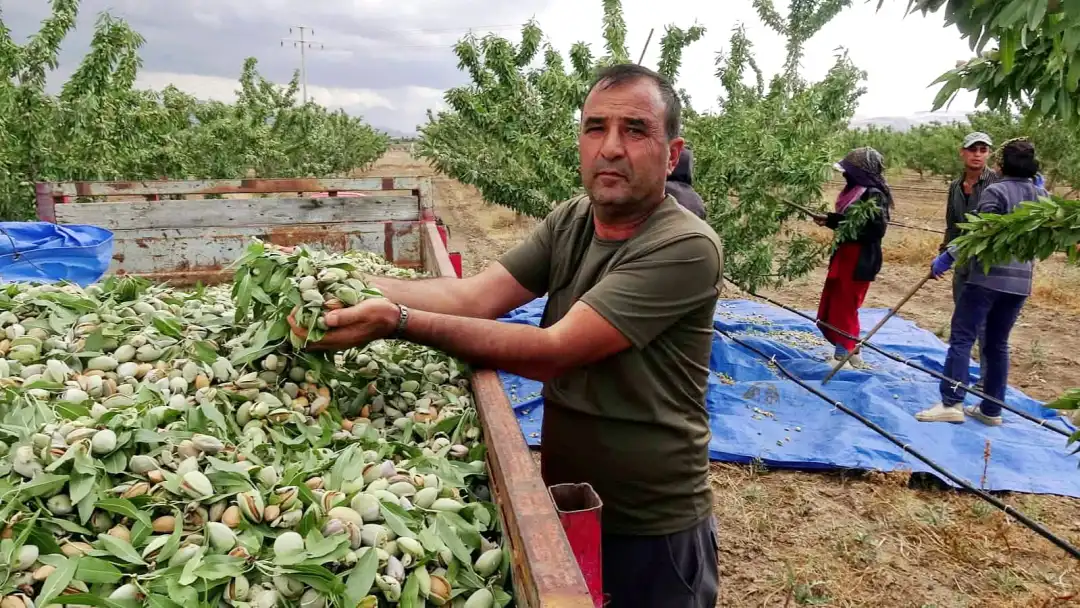 Yeşilhisar’da badem hasadı başladı; 15 ton rekolte beklentisi